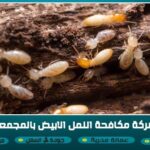 شركة مكافحة نمل ابيض بالمجمعة